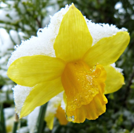 tl_files/sites/ees/Images/news/snow-daffodil.jpg